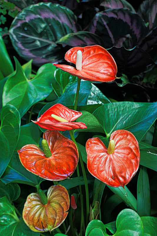 Tropical Design Class 8/27 6-8 pm